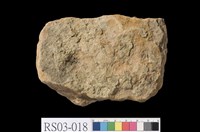 藏品(泥質粉砂岩)的圖片